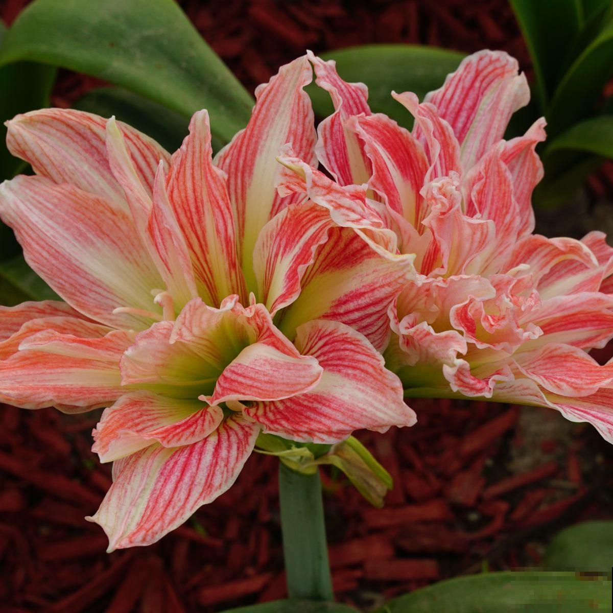 4种常见的朱顶红品种，养一盆就增色不少，开花比脸还大