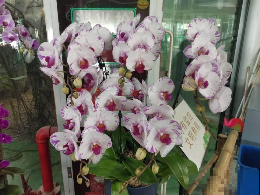 过年前这3种花想买得抓紧,半个月后集体涨价,赚的就是吉利钱 过年前这3种花想买得抓紧,半个月后集体涨价,赚的就是吉利钱