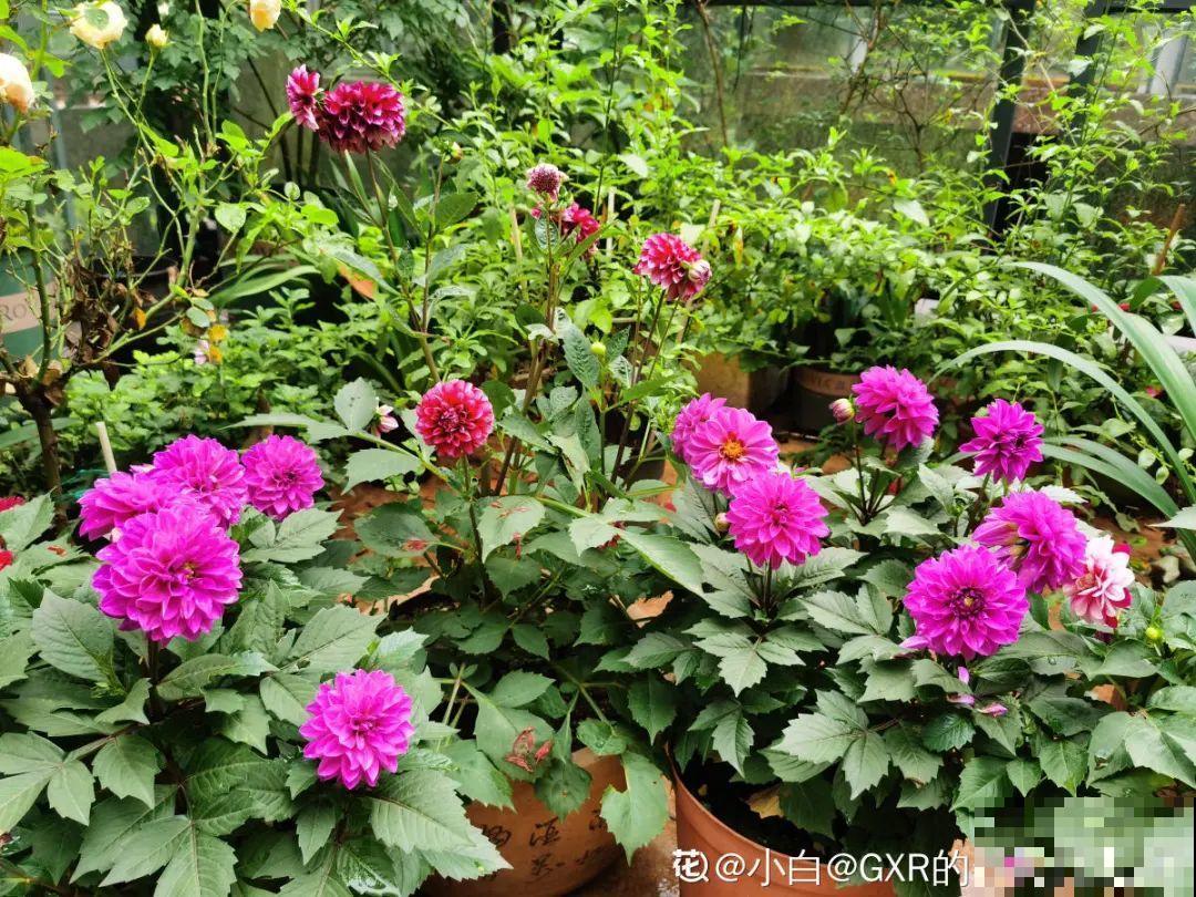 自制养花杀虫水，现在给花喷一喷，3天见效