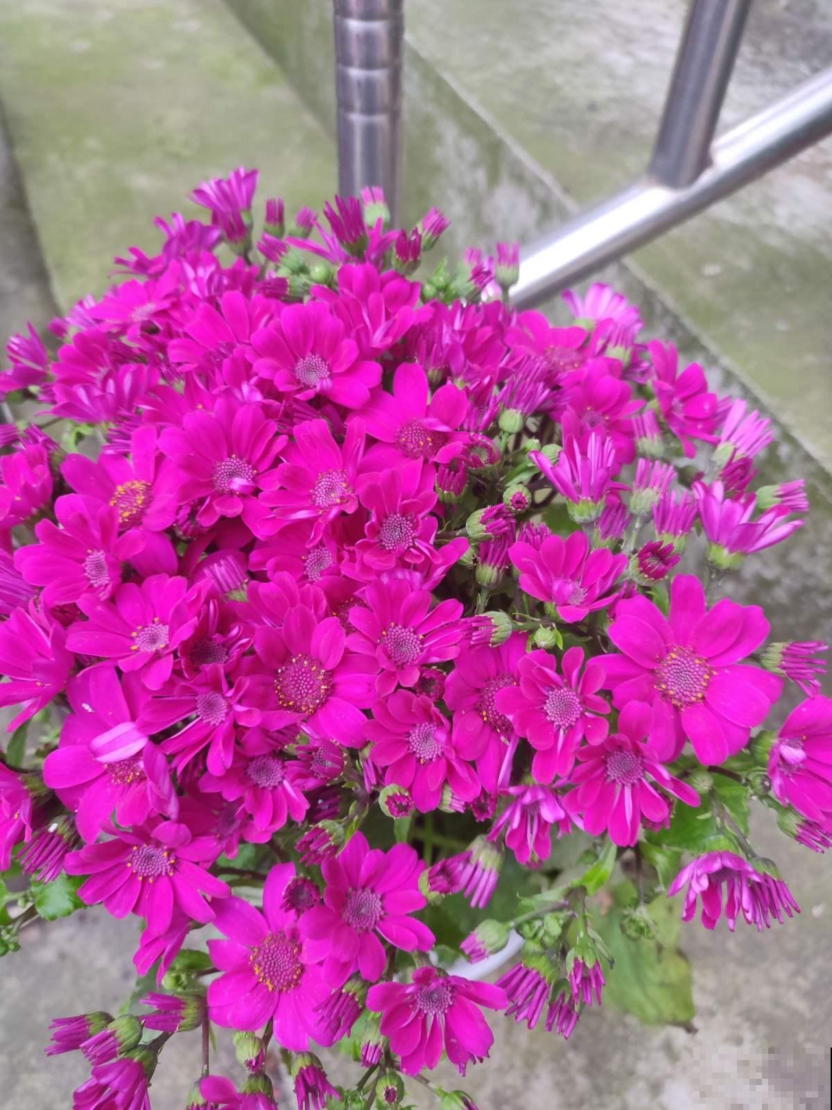 冬天便宜又好看的花,两块钱一盆,养死了也不心疼 冬天便宜又好看的花,两块钱一盆,养死了也不心疼