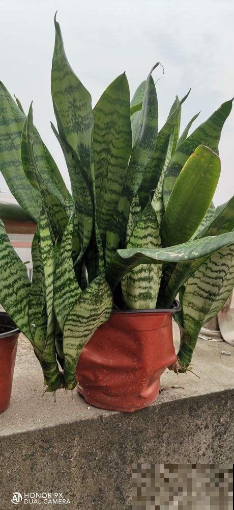 3种花喜欢“穷养”，塞进小花盆、少浇水，才能越涨越旺