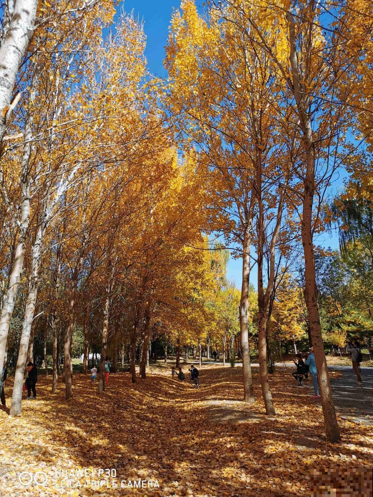 “金”秋九月，这8种植物叶子开始变黄，你知道为啥吗