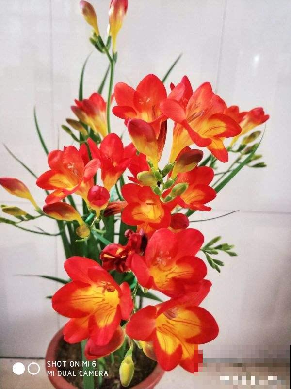 冬天养1种“香水花”,比绿萝好养,开花成“彩虹”,满屋子香味 冬天养1种“香水花”,比绿萝好养,开花成“彩虹”,满屋子香味