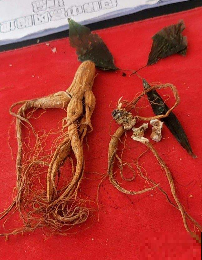 东北花虽少，但中草药一抓一大把，价值一下子就上去了