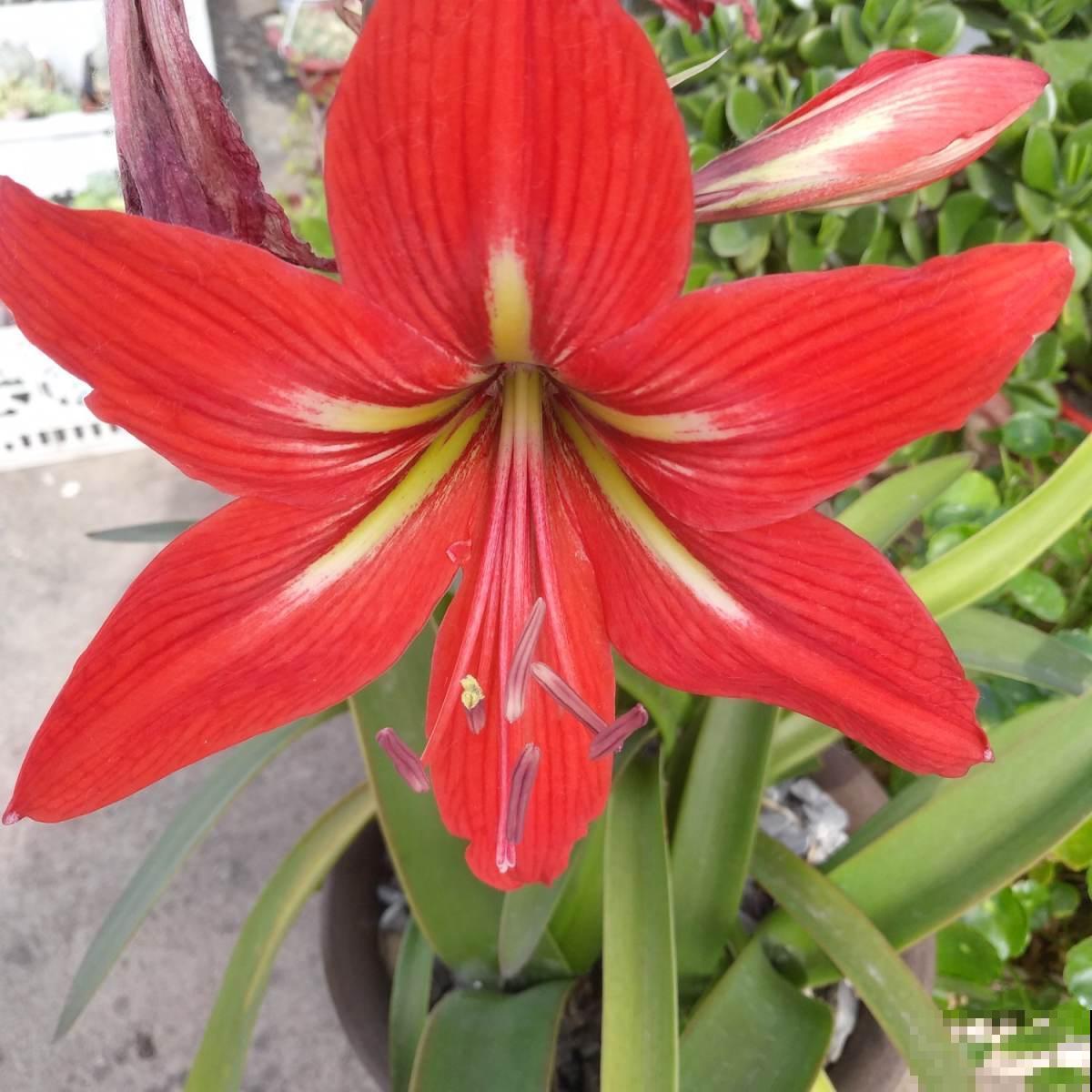 8种花必须大盆养，小盆会憋死，赶快拿小本本记下