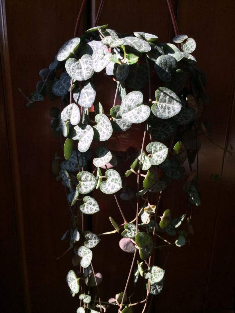 很耐阴的多肉，爱之蔓在秋天养，到底晒好还是不晒好