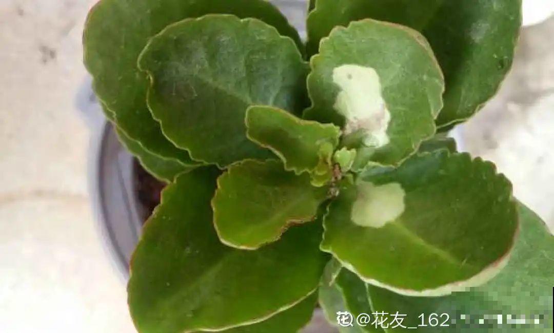 自制养花杀虫水，现在给花喷一喷，3天见效