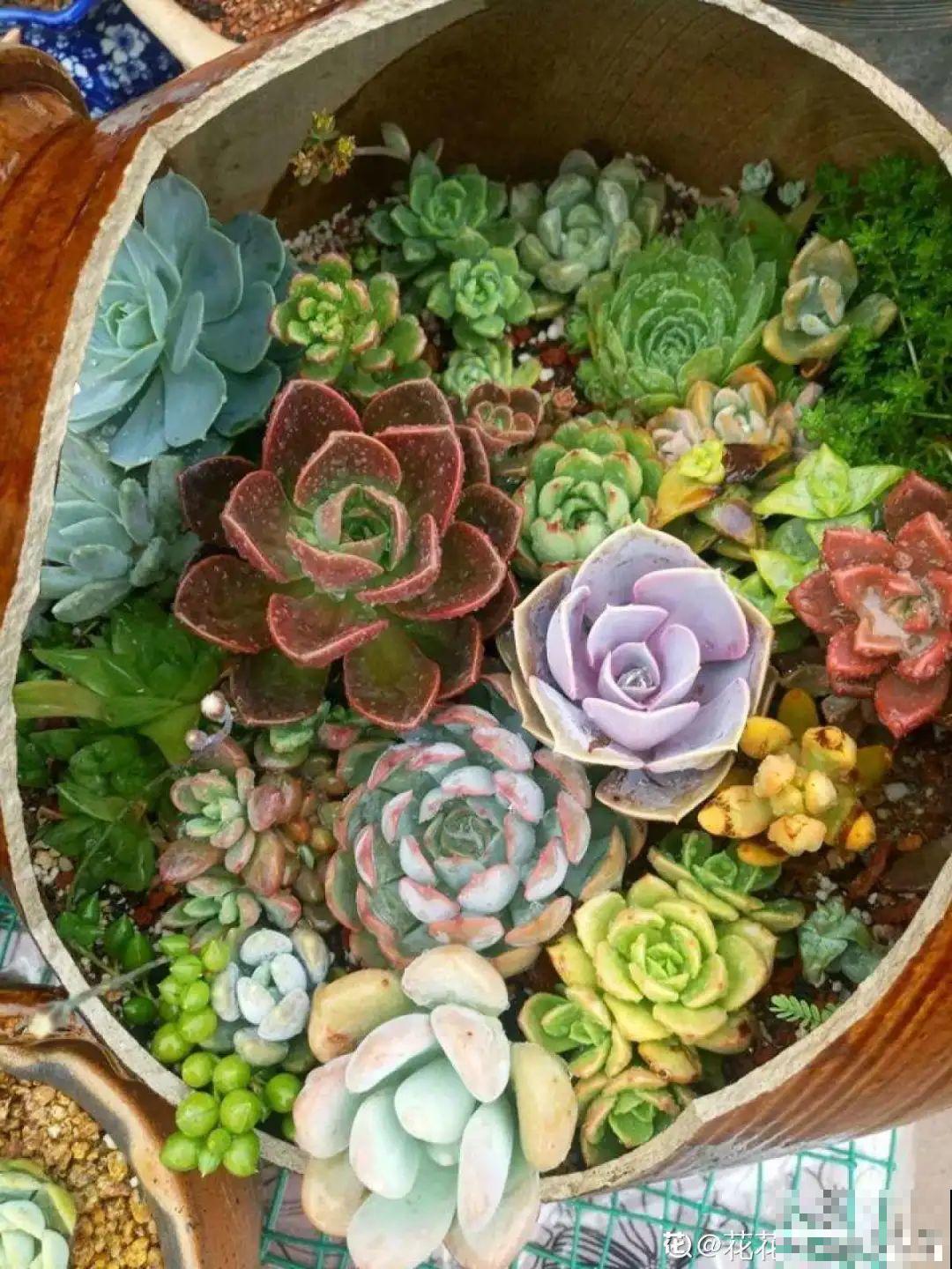 秋天在家养盆“香香花”，满屋子香味，还特耐寒