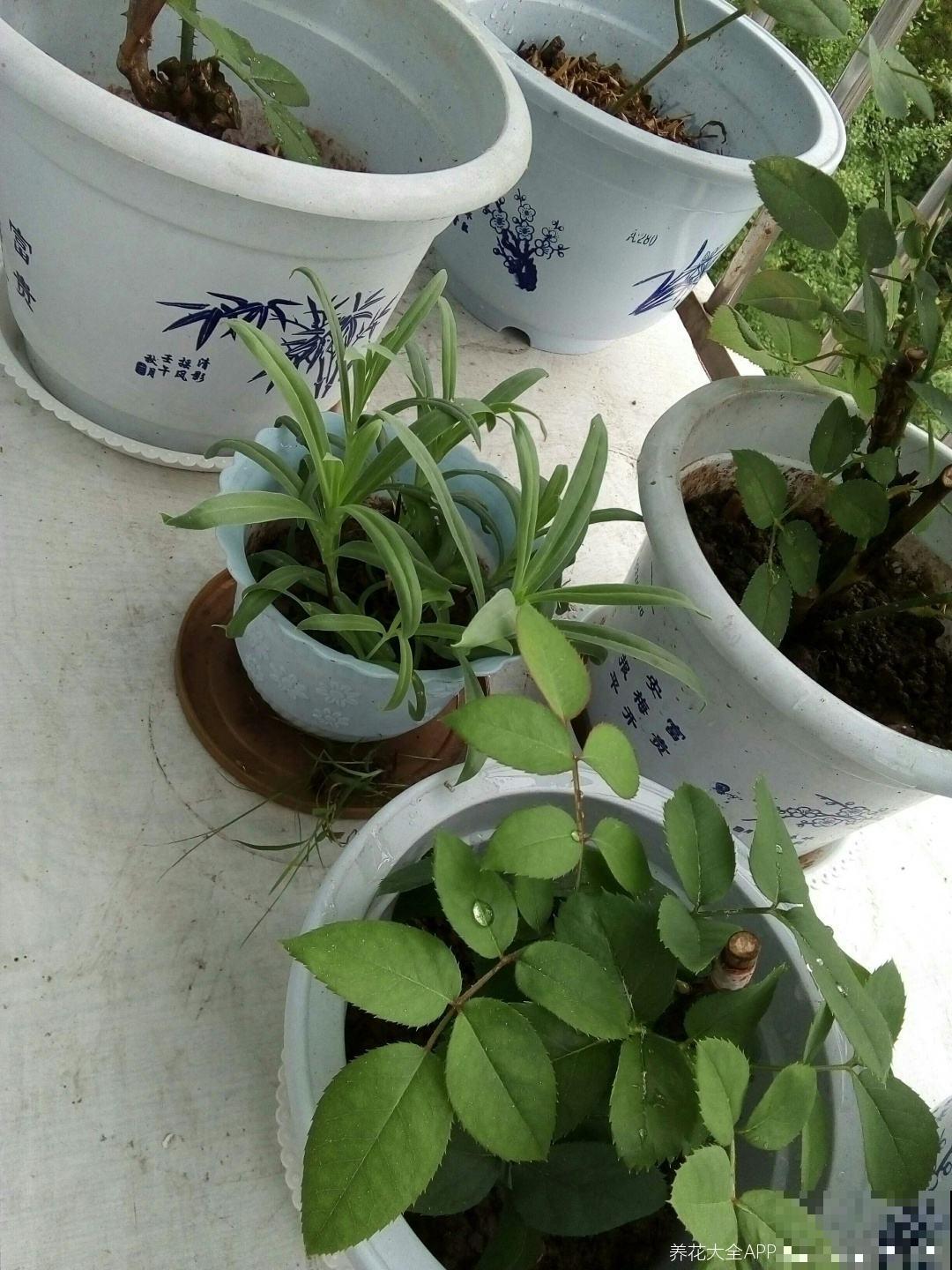 5大“养花精英”教你如何养花，笑死人不偿命系列，直呼“哇塞”