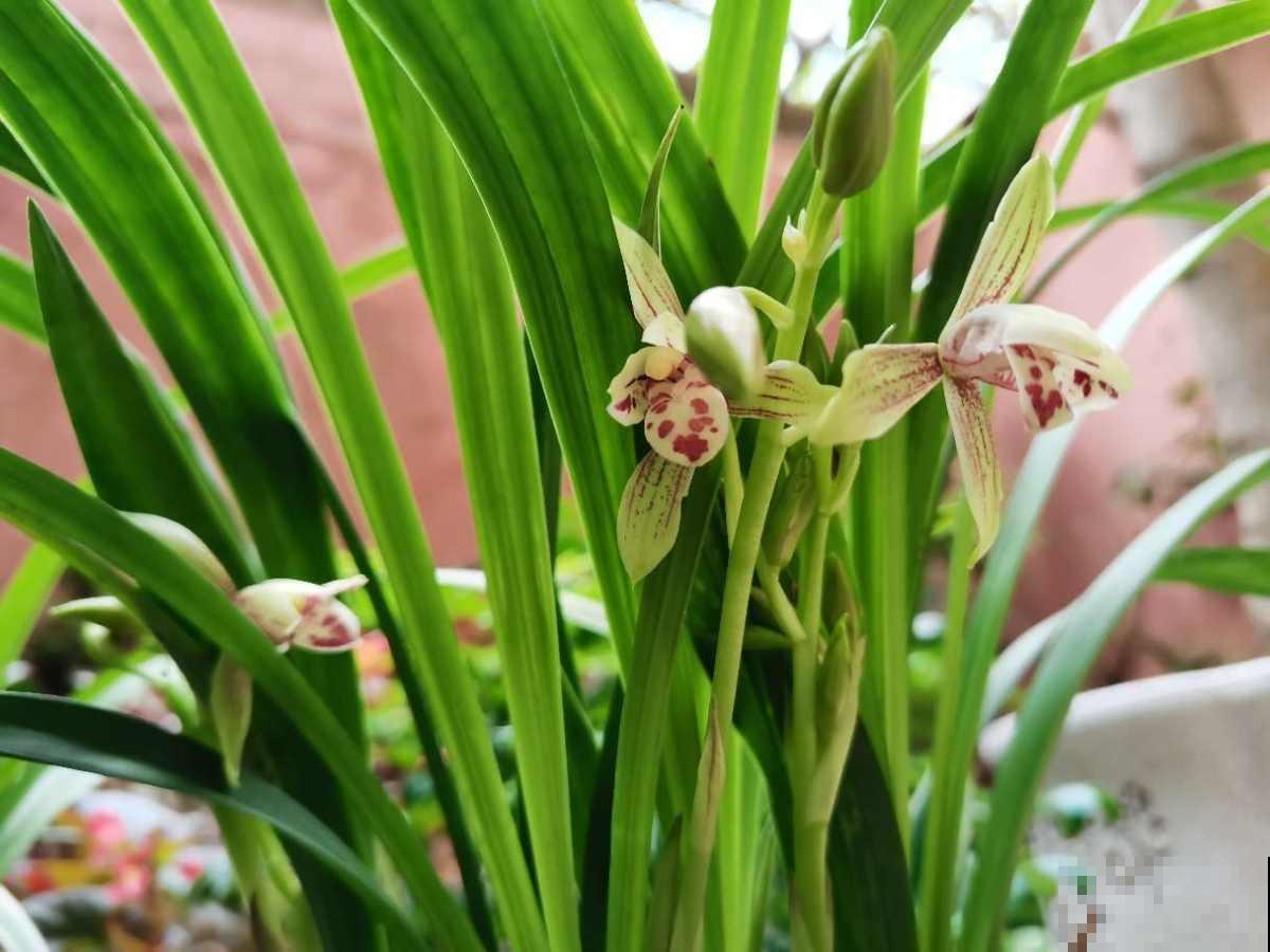 养兰花要注意3要点，养爆盆问题不大，还能越养越壮