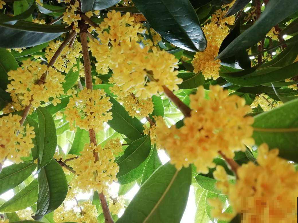 家里养花就养“黄金满地”,满满好兆头,大户人家的“香饽饽” 家里养花就养“黄金满地”,满满好兆头,大户人家的“香饽饽”