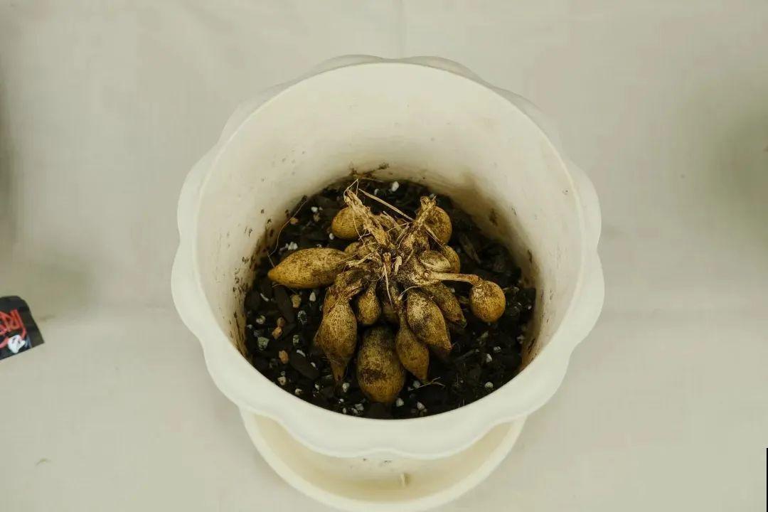 “大丽花门前种，财富到家不是梦”，种点大丽花，喜庆又富贵