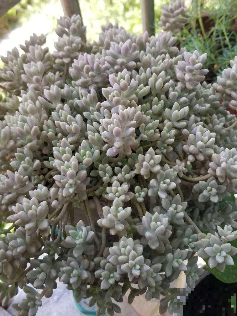 去她家里才知道，什么是多肉大户，有2盆原来这么爱爆盆