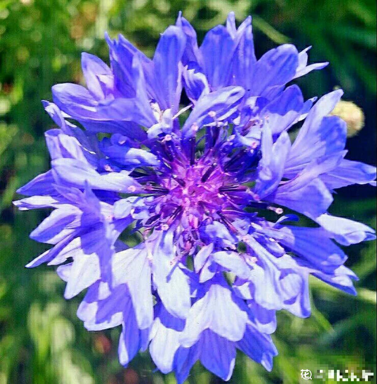 适合秋天养殖的10种花，数数你家有几盆