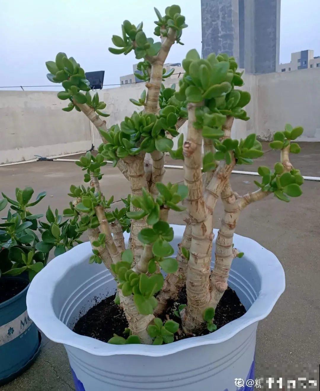 养花大棚倒闭,“贵货花”路边扔了一地,后悔没带个大麻袋 养花大棚倒闭,“贵货花”路边扔了一地,后悔没带个大麻袋