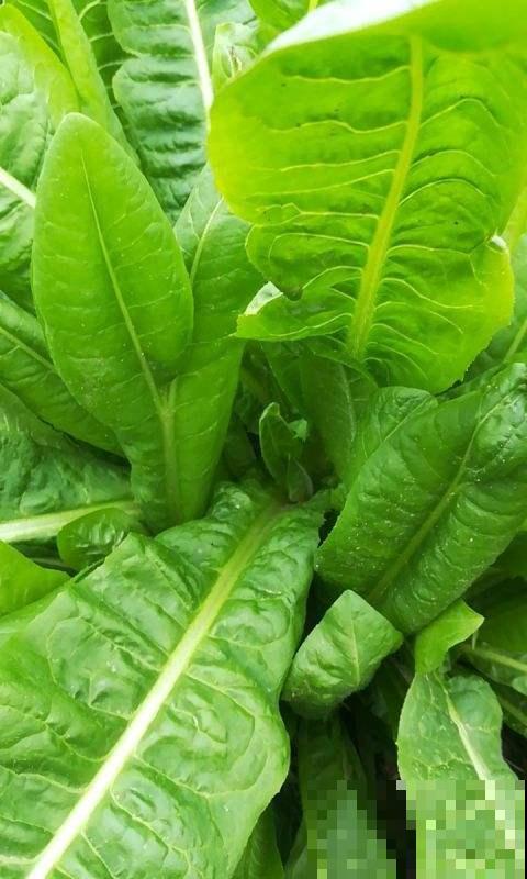 农村常见的野草，现在30块钱一斤，城里超市买不到