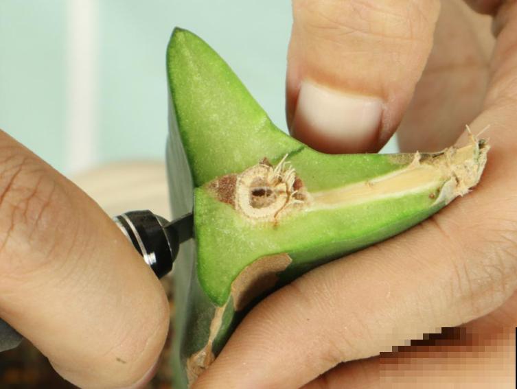 冬天扦插6种花，简单易成活，一盆变多盆