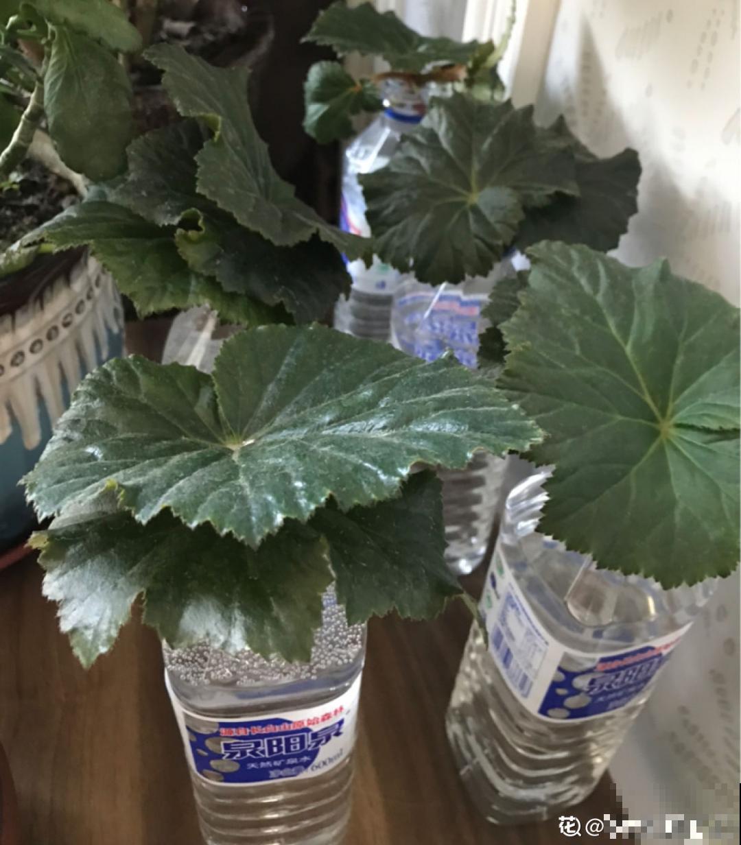 冬天扦插6种花，简单易成活，一盆变多盆