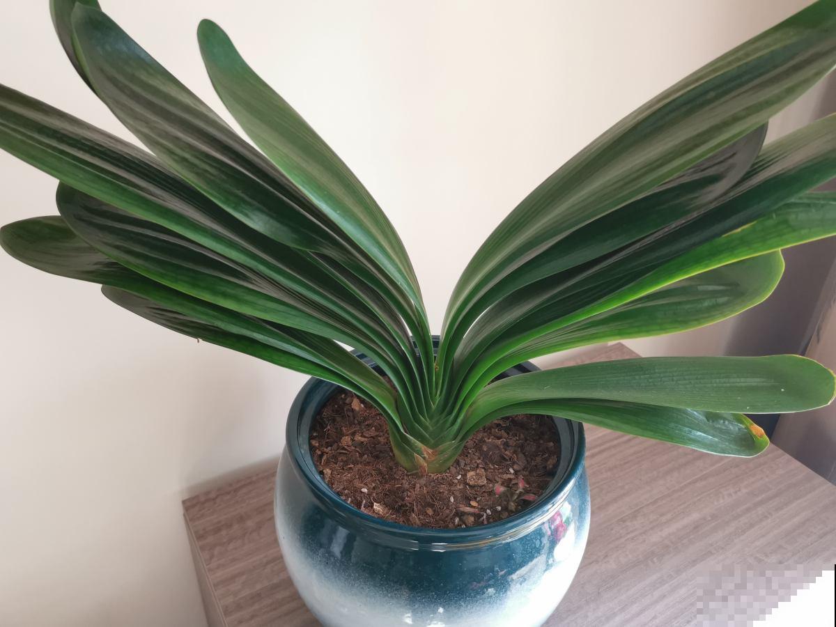 7种“富贵花”比人的寿命还长,养一盆在家里,成为传家宝 7种“富贵花”比人的寿命还长,养一盆在家里,成为传家宝