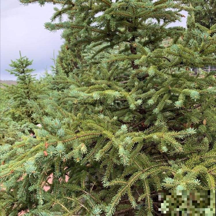 2种植物最适合做“圣诞树”，四季常青，养一盆在家里很合适