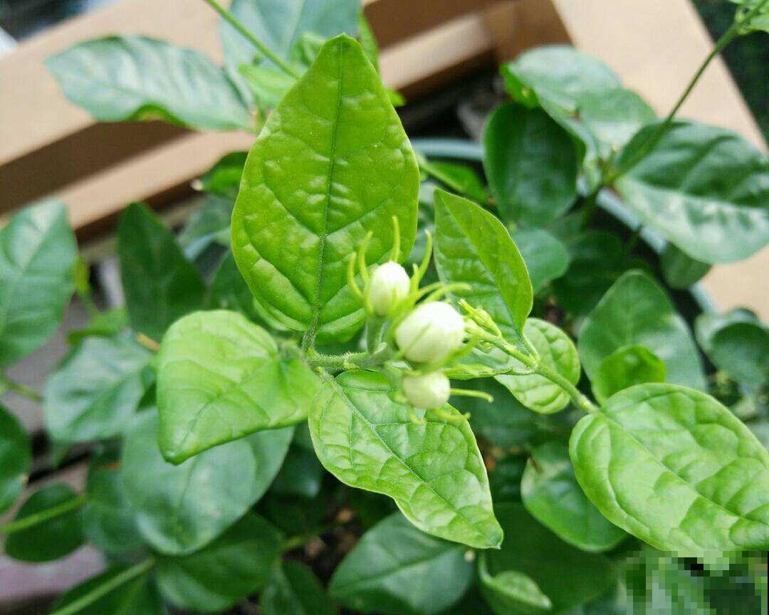 自制养花杀虫水,一天给花喝一勺,安全好用无污染 自制养花杀虫水,一天给花喝一勺,安全好用无污染