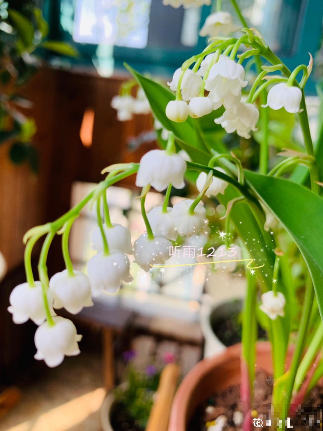 8种花养屋子里，满屋香味儿，雅致又唯美