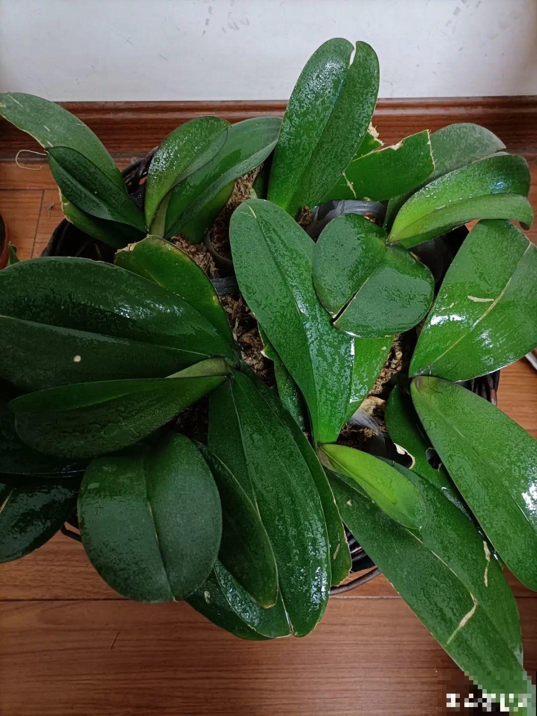 买茶花也要注意“坑”，注意5要点，叶子挺立有精神