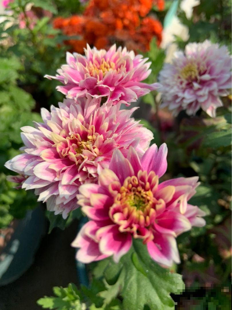 男人和女人喜欢的花，不敢说一模一样，只能说毫无关系