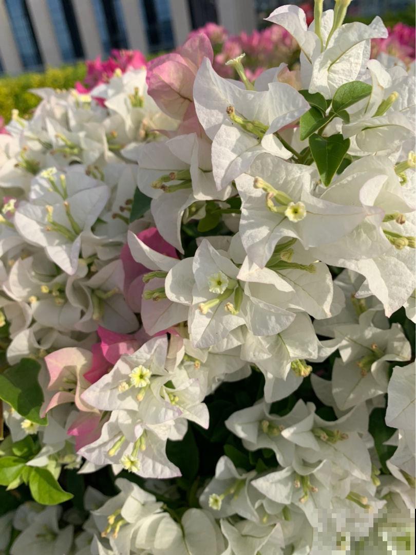 温度降到10℃，这5种花不进屋，很快就冻伤