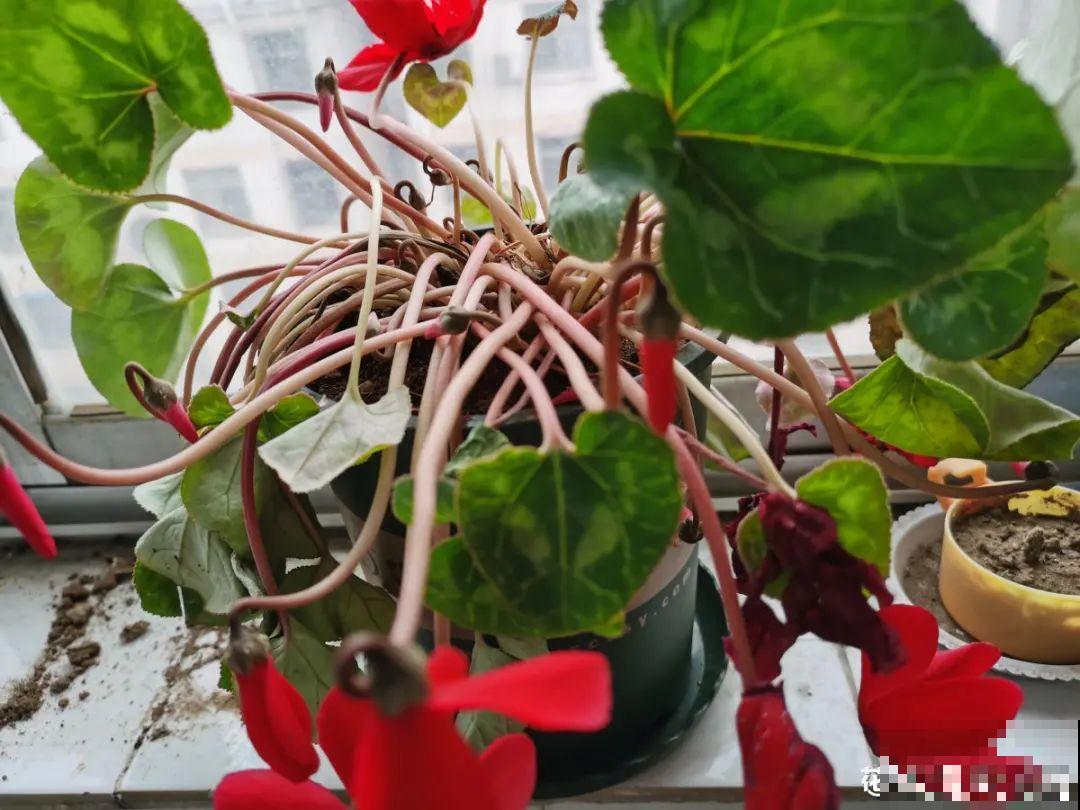 养花“急救”方法，1步搞定，别越拖越严重！