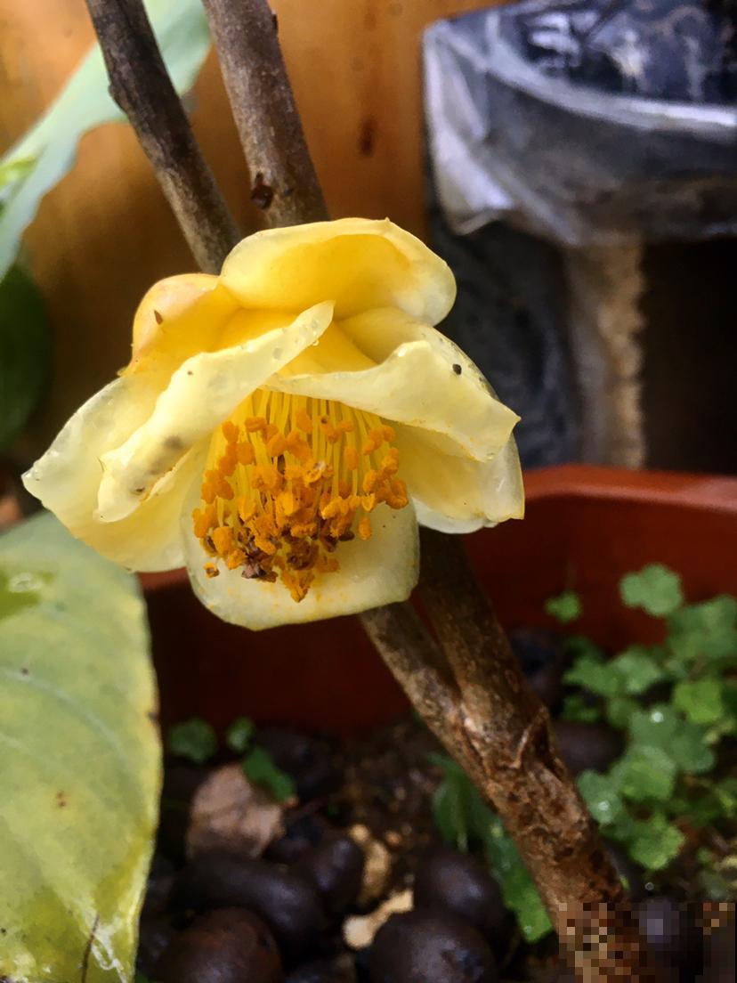 这6种花太昂贵，自带贵气轻易买不起，新手小白勿入