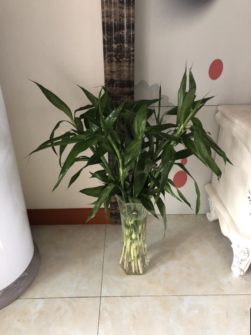 富贵竹开花，居然长得像“大葱”，见过的人真是不多