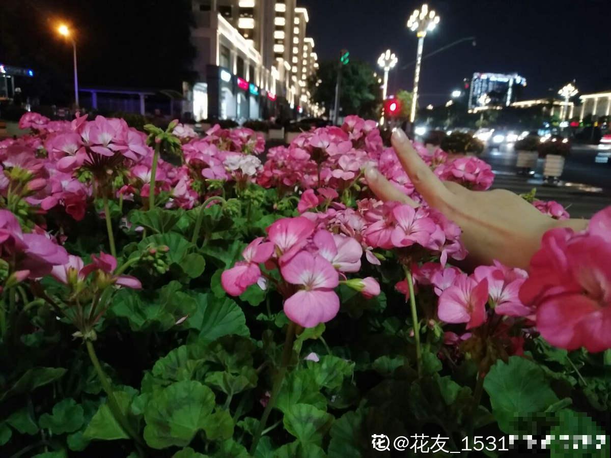 2个“花城”，去了就不想走，老花友：去一趟太值了
