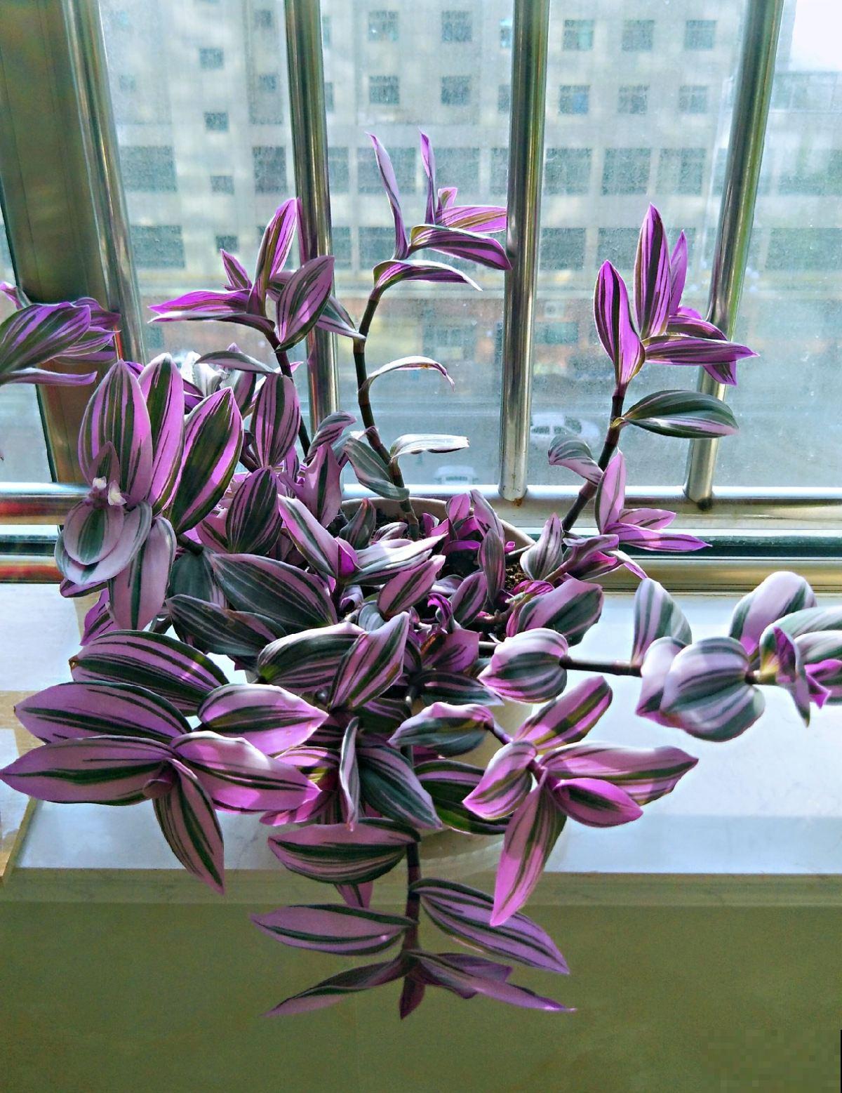 5种花满身花纹，耐阴性强，没光也能养