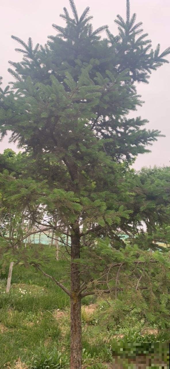 2种植物最适合做“圣诞树”，四季常青，养一盆在家里很合适