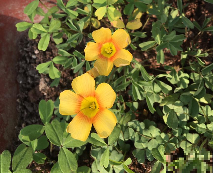 5种“入侵花”，除都除不掉，太恐怖了