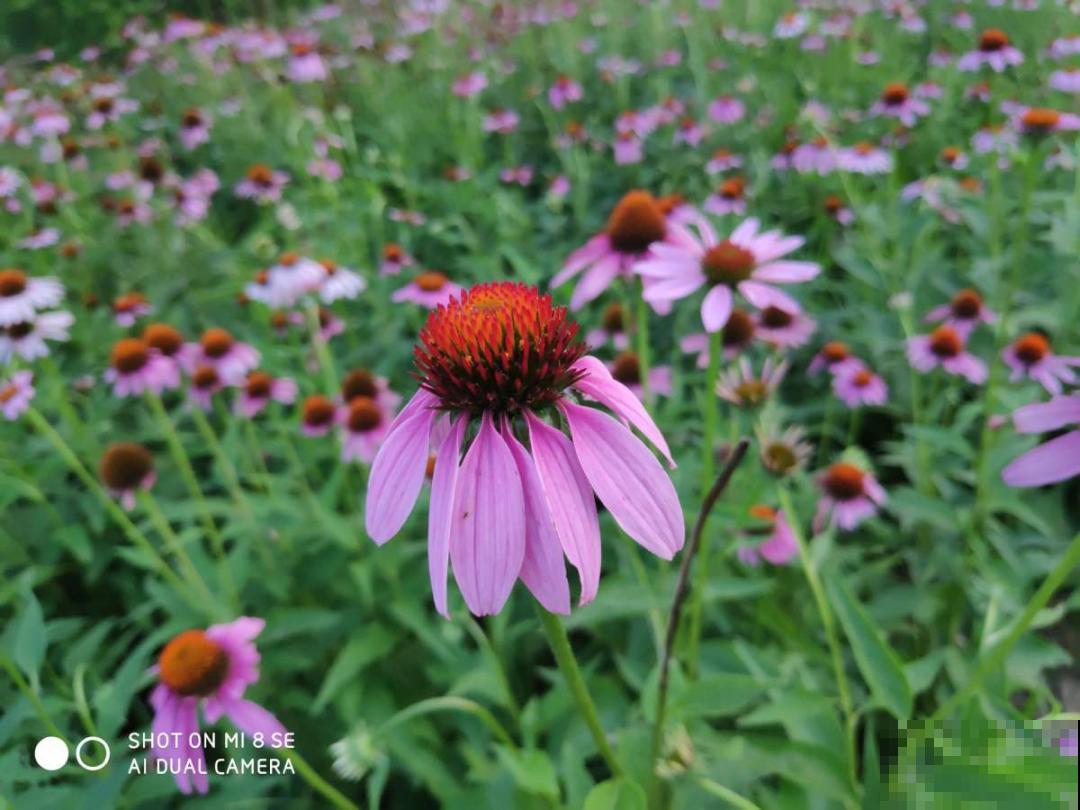 5种小清新菊花，花期长，花量大，秋天值得入手！