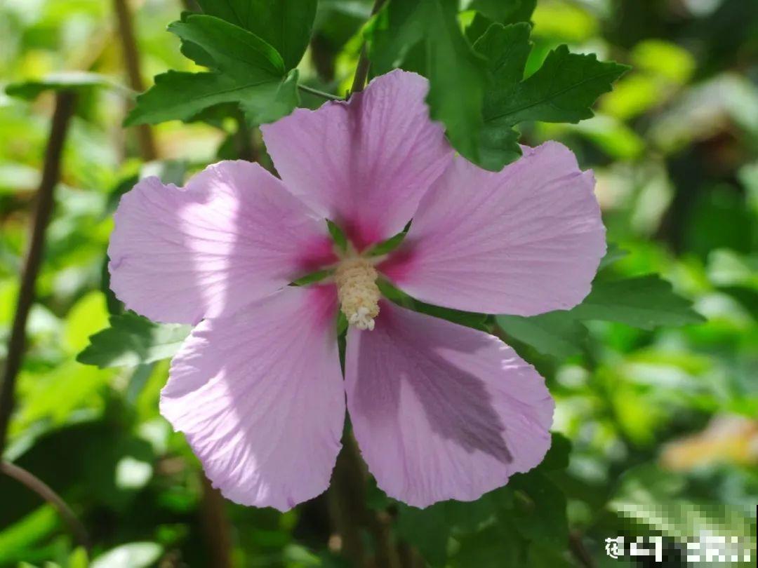 4组花长得太像,实在太容易认错,你能认出几个? 4组花长得太像,实在太容易认错,你能认出几个?