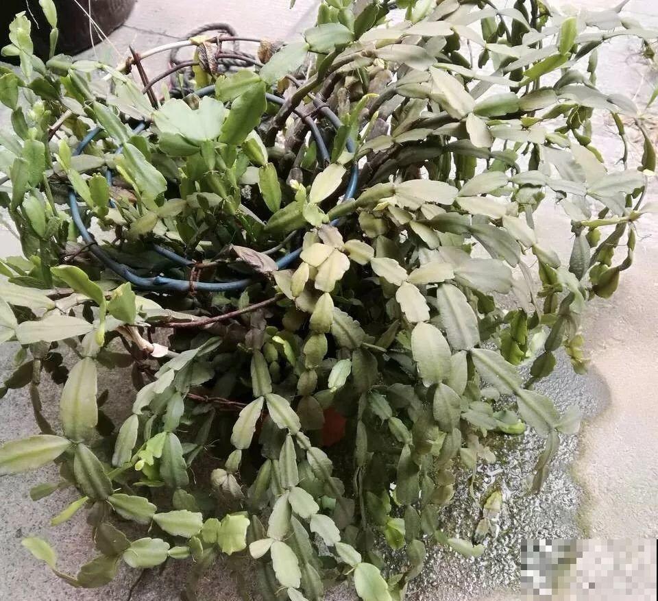 7种花有个小机关，找对位置打开它，新芽爆满盆