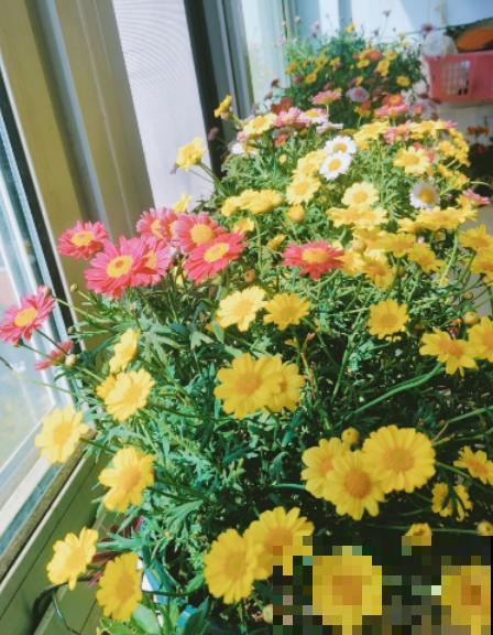 密密麻麻的花,一开花就“刹不住车”,这样的阳台谁不喜欢 密密麻麻的花,一开花就“刹不住车”,这样的阳台谁不喜欢