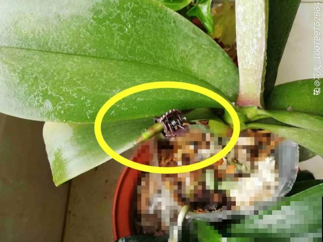 秋天给花补点“猛肥”,嫩芽一茬接一茬,花苞呼呼冒 秋天给花补点“猛肥”,嫩芽一茬接一茬,花苞呼呼冒