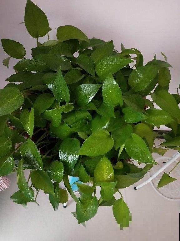 给花喝勺酒，叶子油绿有光泽，老花匠用经验告诉你该怎么浇