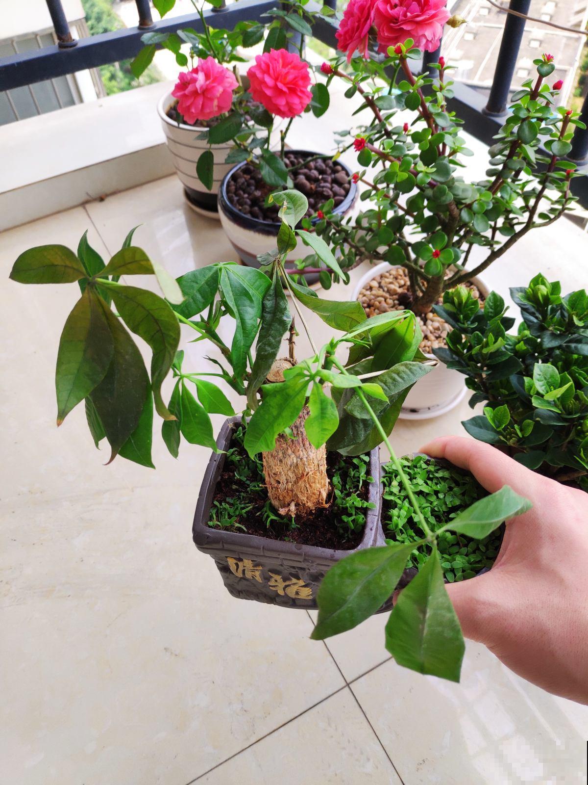 朋友开业搬新家，就送这9种植物，招财进宝面子十足