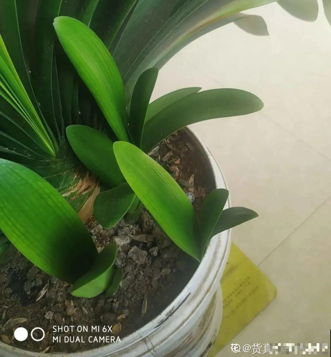 爱“生崽”的花,现在赶紧翻盆,一盆变多盆还能挣钱 爱“生崽”的花,现在赶紧翻盆,一盆变多盆还能挣钱