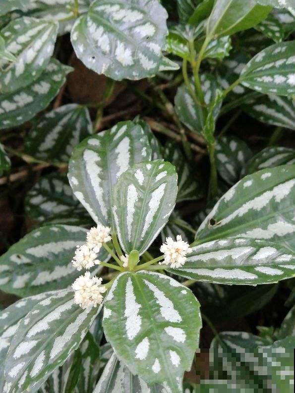 10块钱一盆的冷水花，叶子精美得像一幅画，不愧是网红植物