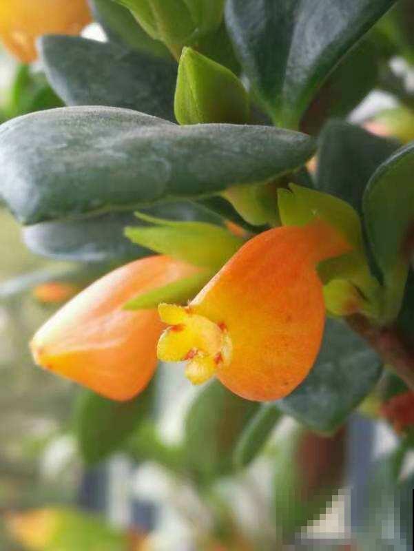 阳台就养盆金鱼吊兰，满盆开出小金鱼，寓意年年有余