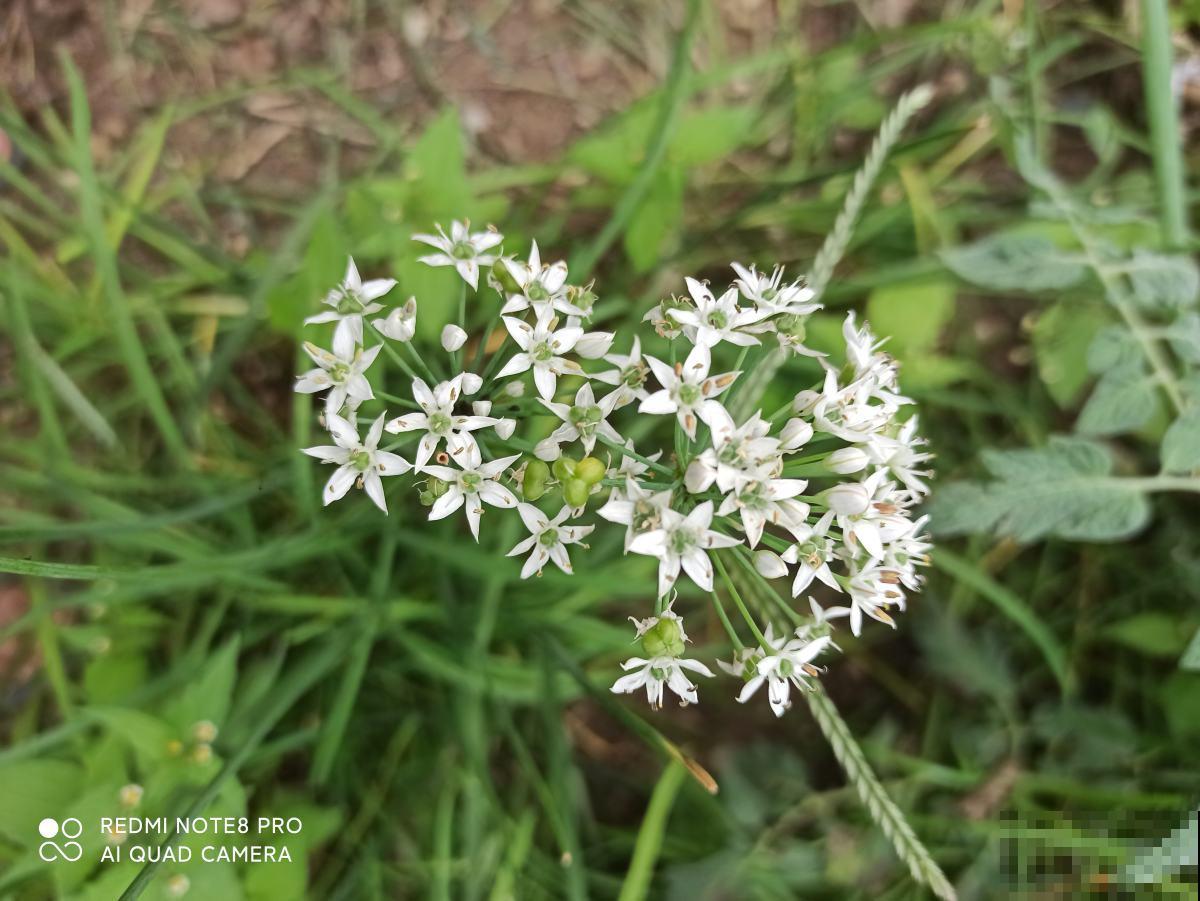 过年包饺子的韭菜，自己种的才香，吃完一茬长一茬