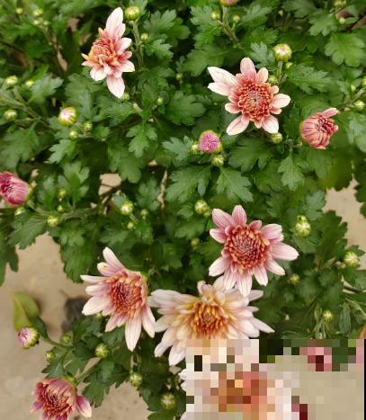 9种花，光照时间越短越容易爆盆，晒太久反而不开花