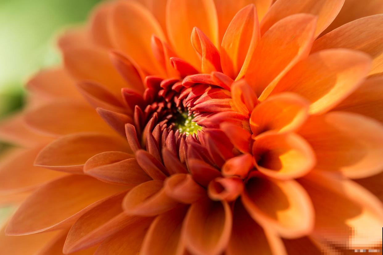 大丽花怎么养,需要注意什么 大丽花怎么养,需要注意什么