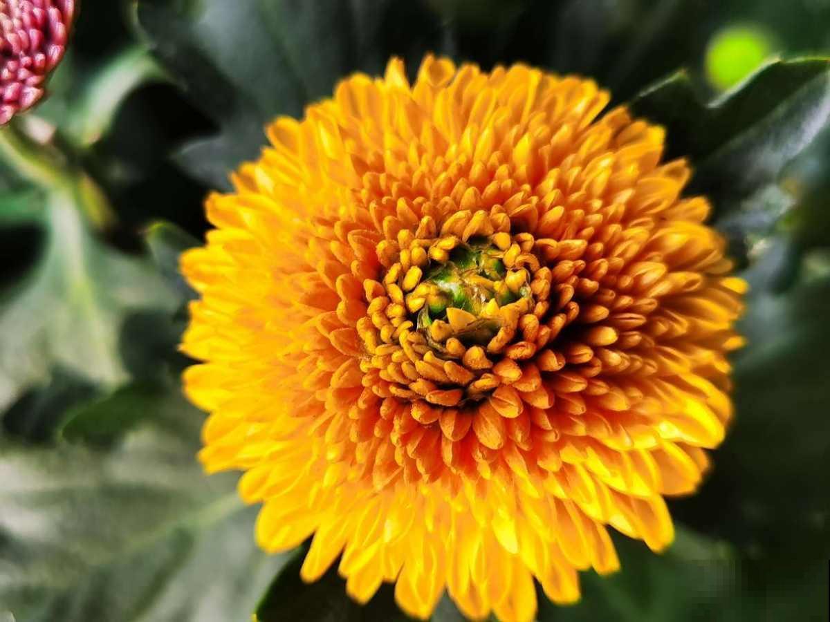 5个道理，养花10年才逐渐懂得，养花更是养人心